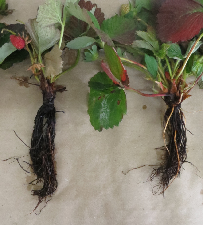 Plantas de morangueiro com raízes escuras ou mortas devido ao dano de encharcamento