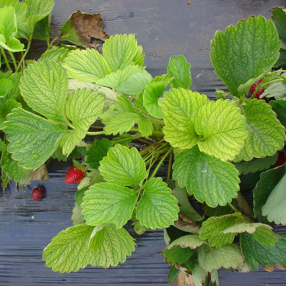 Planta de morangueiro com clorose generalizada devido aos danos causados pela asfixia do sistema radicular
