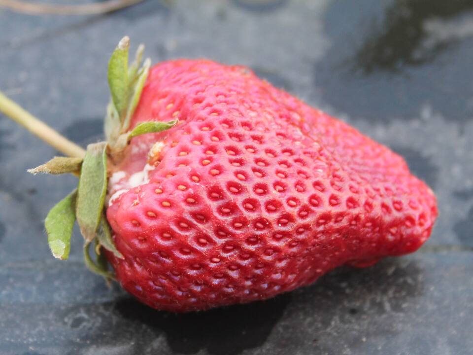 Fruto com podridão na região próxima à sépala e formação de micélio branco de esclerotínia