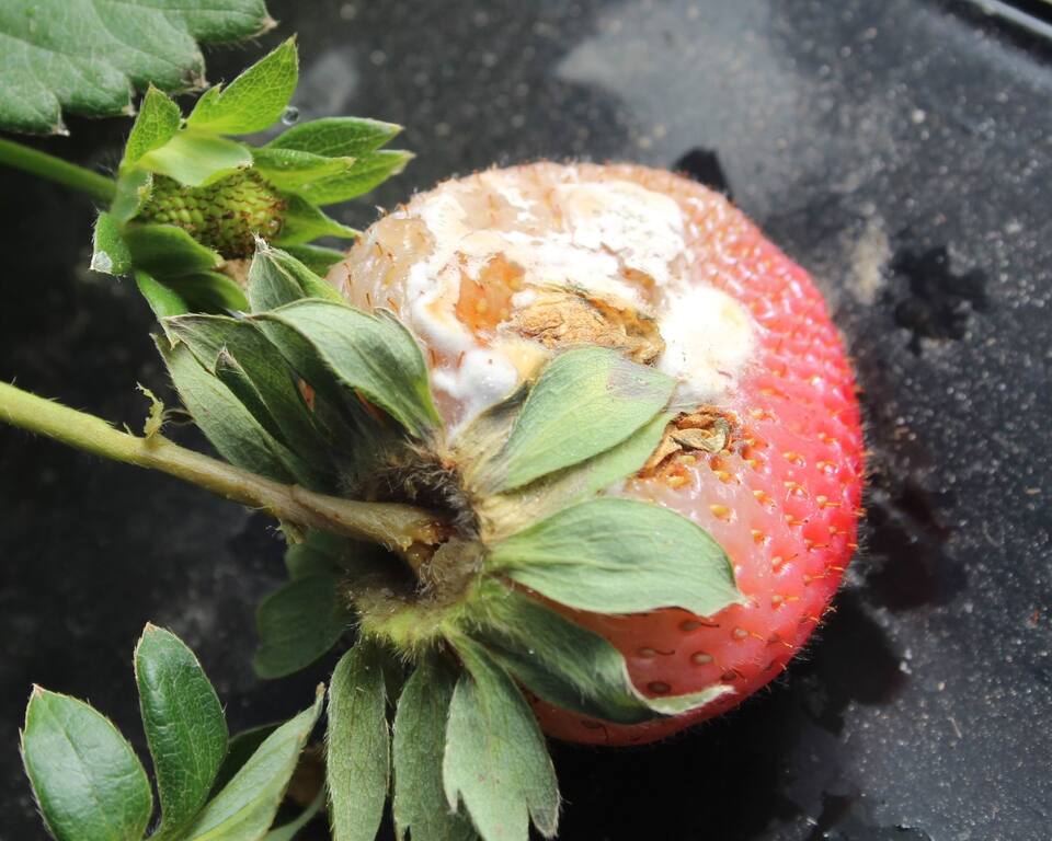 Fruto com presença de micélio branco cotonoso com início de formação de escleródios brancos de esclerotínia