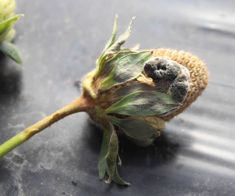 Fruto com formação de escleródios escuros sobre o morango com podridão de esclerotinia