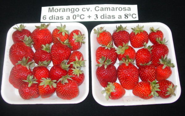 Morangos com coloração normal após armazenamento refrigerado
