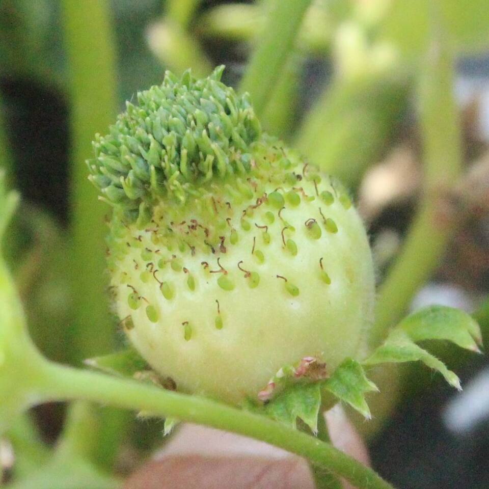 Morangueiro com filoidia (distúrbio fisiológico), apresentando formação de estruturas vegetativas em frutos