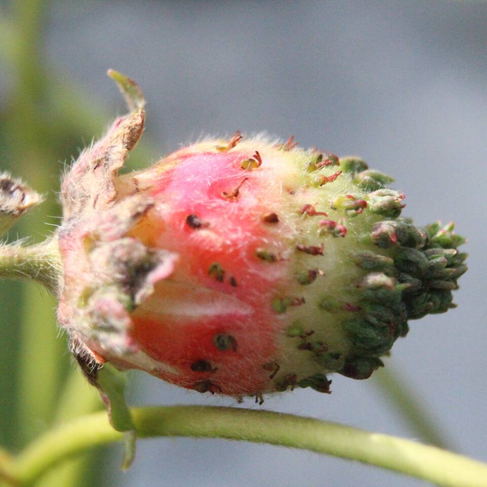 Morangueiro com filoidia (distúrbio fisiológico), apresentando formação de estruturas vegetativas em frutos