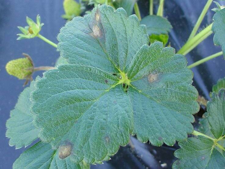 Folha com manchas de centro claro e borda mais escura, em estádio inicial de mancha de gnomonia