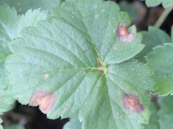Folha com manchas grandes de centro claro e borda mais escura, em estádio intermediário de mancha de gnomonia