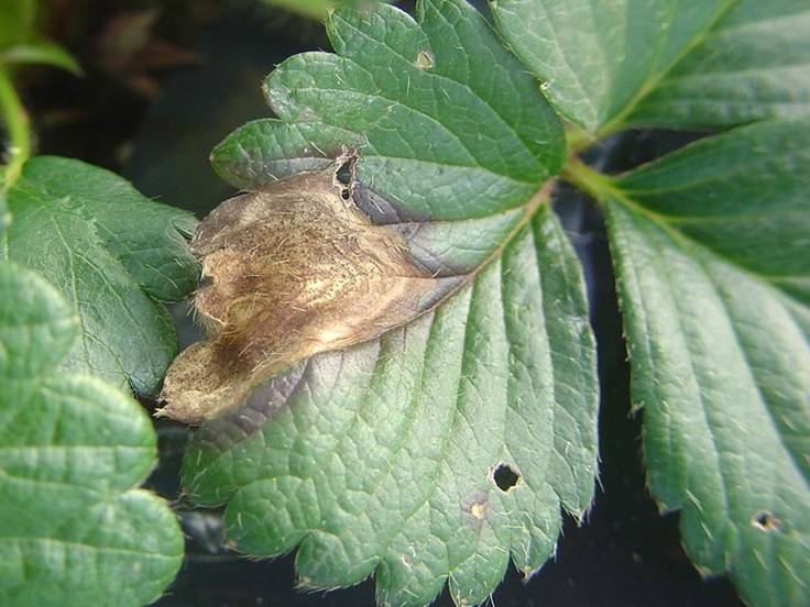 Folha com manchas grandes de centro claro e borda mais escura, em formato de V do centro para a borda, em estádio avançado de mancha de gnomonia