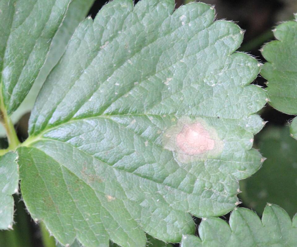 Folha com lesão de mancha de gnomonia, com centro pardo e borda verde claro