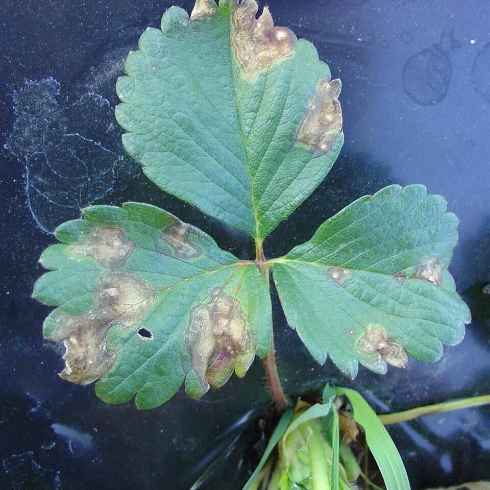 Folha de morangueiro com várias manchas de gnomonia, de centro claro e borda escura, com formato irregular