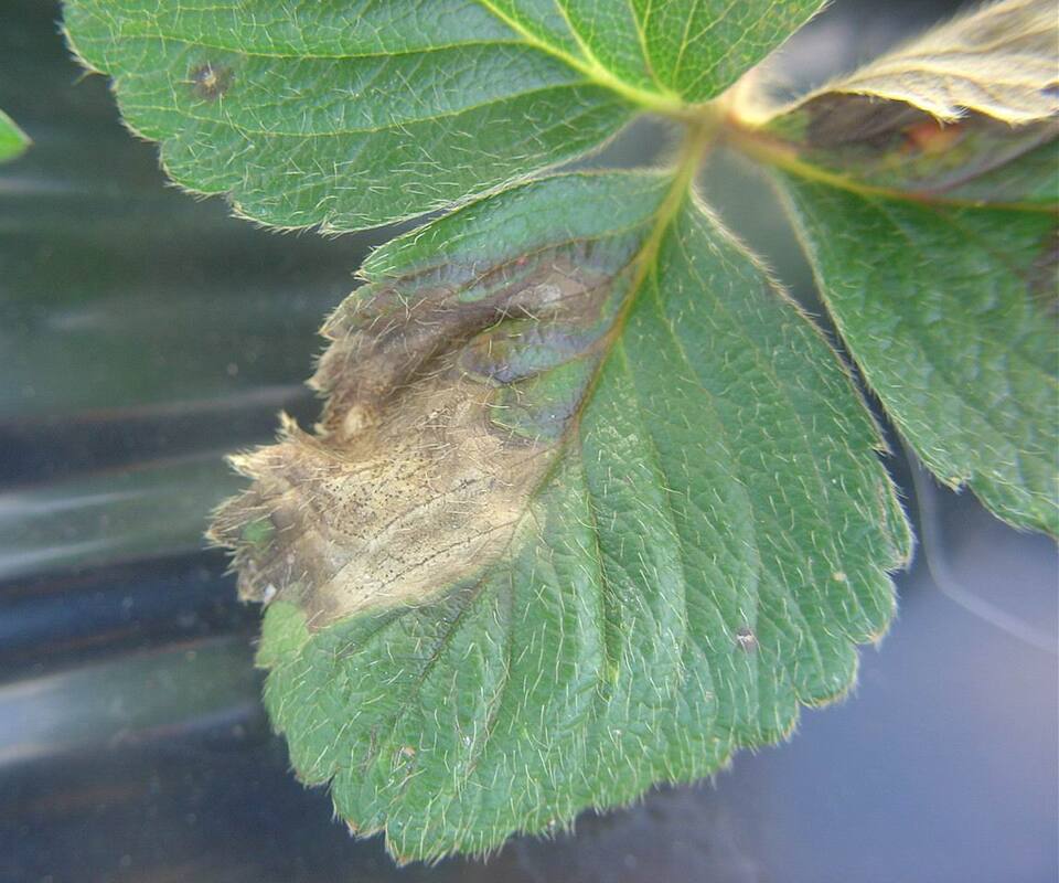 Lesão velha de mancha de gnomonia com formação de corpo de frutificação (pontuações escuras no centro da lesão) do fungo (pcnídios)