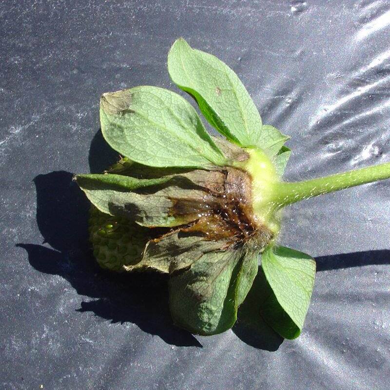 Mancha de gnomonia de cor parda na região da sépala que ficou em contato com o plástico preto