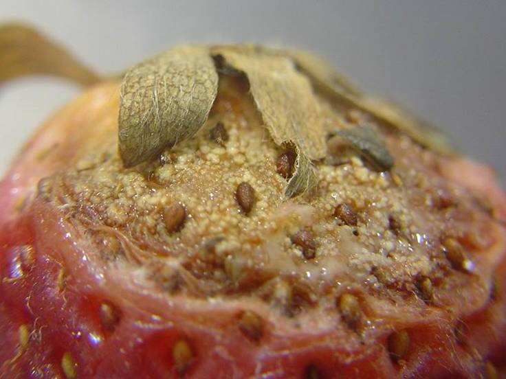 Fruto com mancha de gnomonia murcha e de cor parda, com formação de corpo de frutificação (picnídios) na lesão