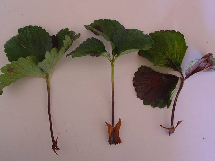 Pecíolos secos e murchos, devido ao ataque de mancha de gnomonia