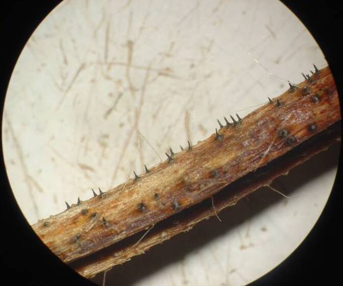 Pecíolo sob ataque de mancha de gnomonia observado com lupa, destacando a formação de estrutura reprodutiva da fase sexuada (peritécios de pescoço alongado)