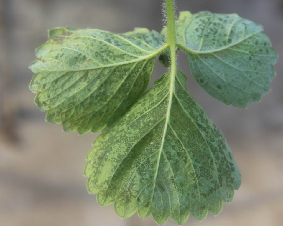 Face inferior da folha com manchas angulares e encharcadas, com exsudação bacteriana, causada por <i>Xanthomonas fragariae</i>