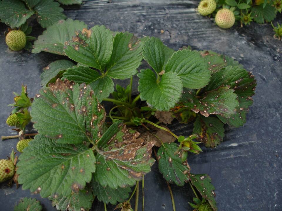 Folhas com lesões de borda escura e centro mais claro, típicas de mancha de micosferela