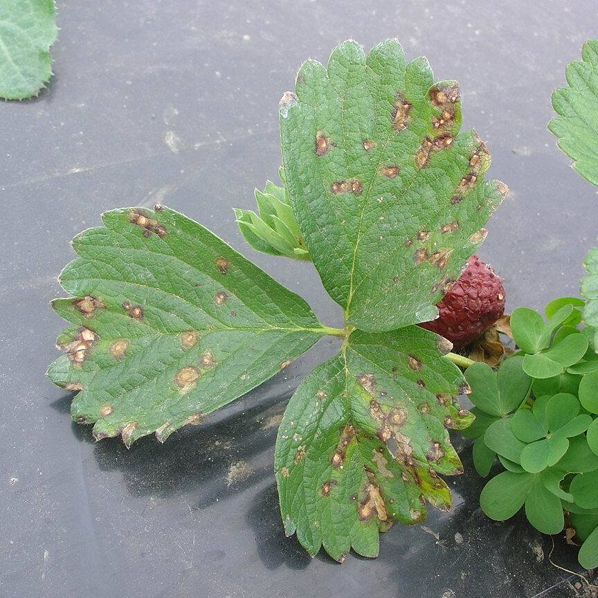 Folhas com lesões de borda escura e centro mais claro, típicas de mancha de micosferela