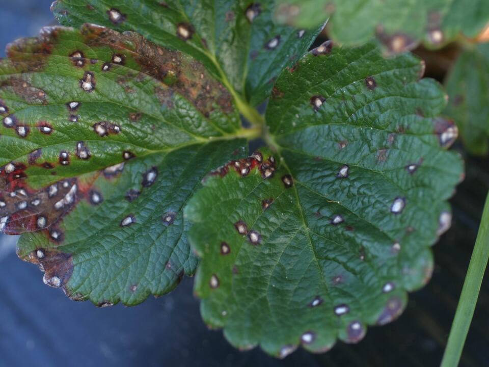Folhas com lesões mais velhas de borda escura (púrpura a marrom) e centro de cor branca, típicas de mancha de micosferela