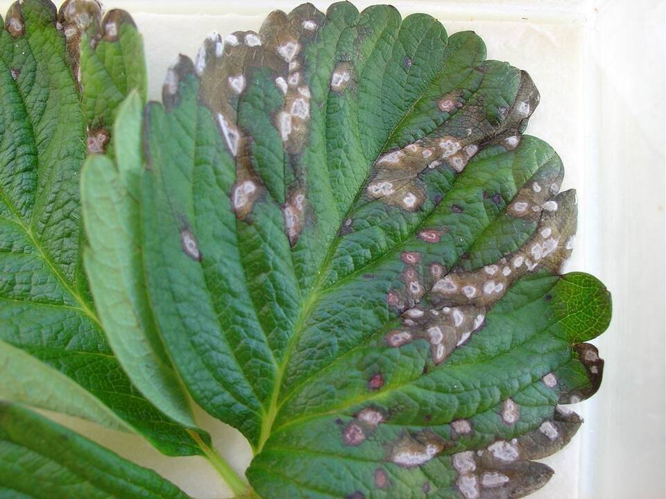 Folhas com lesões novas apresentando crescimento de fungo sobre a mancha de micosferela