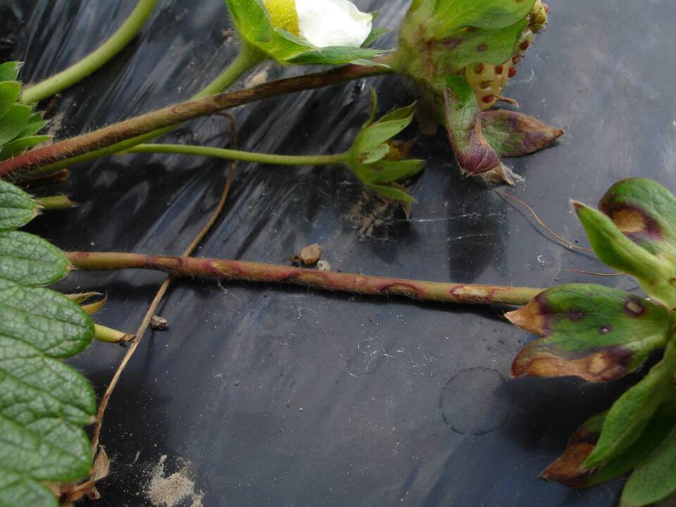 Pedúnculo e sépala de morangueiro com lesões de borda púrpura e centro mais claro, de mancha de micosferela