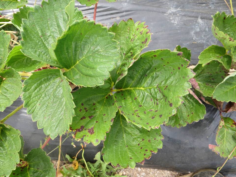 Lesões novas de micosferela sem ainda apresentar o centro de cor clara, típica da doença