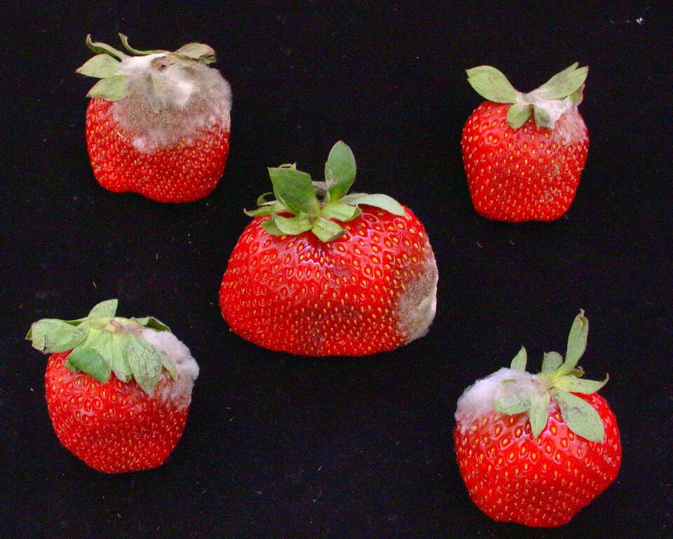 Frutos com mofo-cinzento na pós-colheita