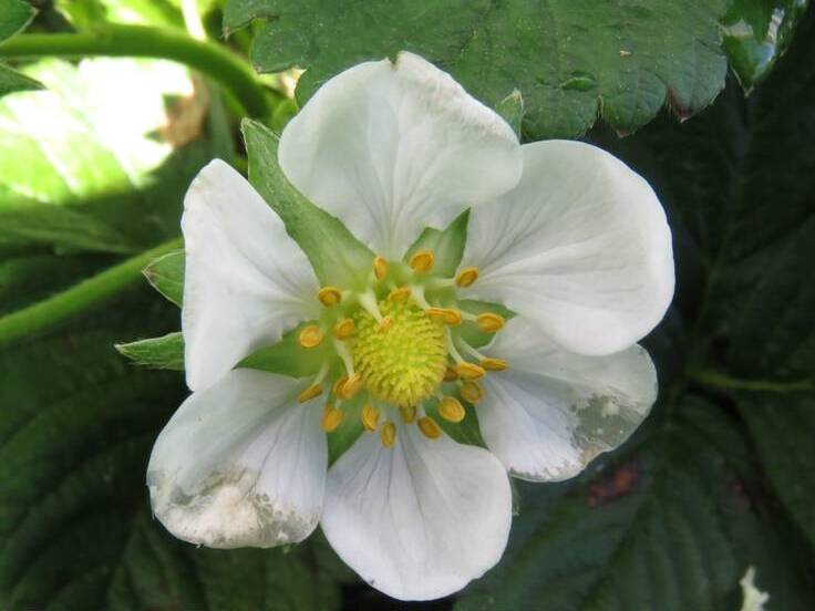 Pétalas da flor com sintomas iniciais de manchas marrom claras, causadas por mofo-cinzento
