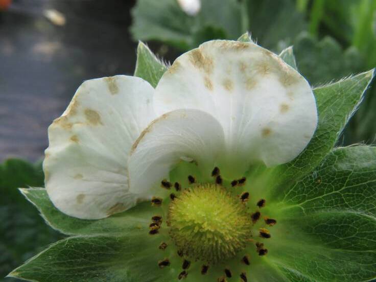 Pétalas da flor com sintomas iniciais de manchas marrom claras, causadas por mofo-cinzento