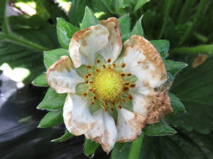 Pétalas da flor com sintomas intermediários de manchas marrons e secas, causadas por mofo-cinzento