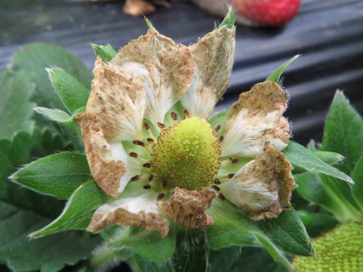 Pétalas da flor com sintomas avançados de manchas marrons e secas, com início da formação de estruturas reprodutivas de mofo-cinzento