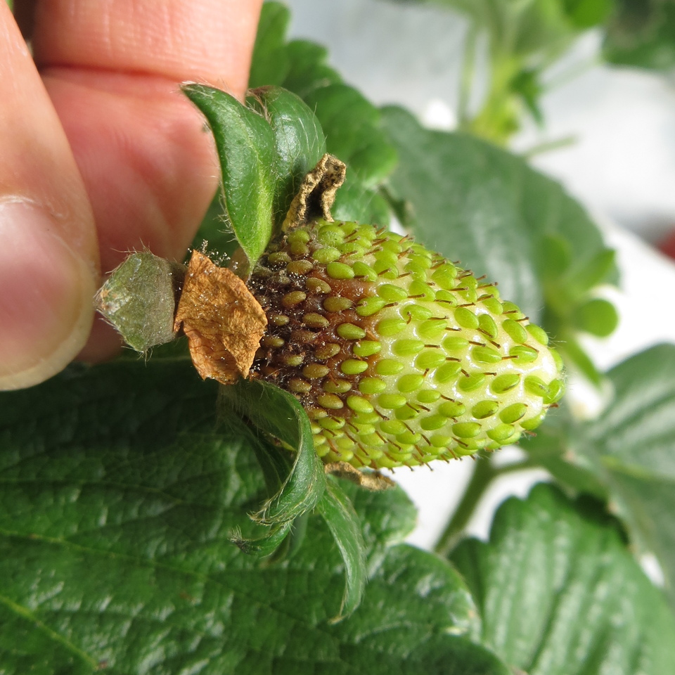 Fruto novo com lesão inicial marrom de mofo-cinzento na região abaixo da sépala, mostrando que a infecção se iniciou nas pétalas (onde observa-se a presença de estruturas reprodutivas) e depois passou para o fruto