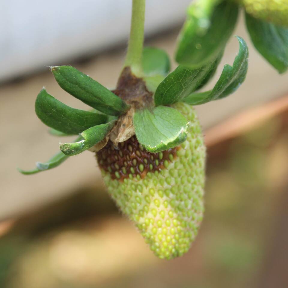 Fruto novo com lesão inicial marrom de mofo-cinzento na região abaixo da sépala, mostrando que a infecção se iniciou nas pétalas e depois passou para o fruto