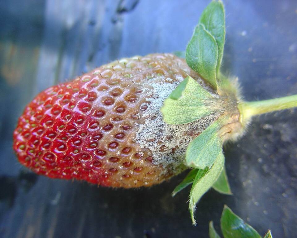 Fruto com podridão de cor marrom na região próxima à sépala, onde há o início da esporulação de mofo-cinzento
