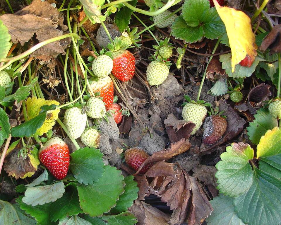 Frutos com intensa esporulação de mofo-cinzento e presença de frutos mumificados, em área onde não foi feita limpeza das plantas e eliminação de partes mortas
