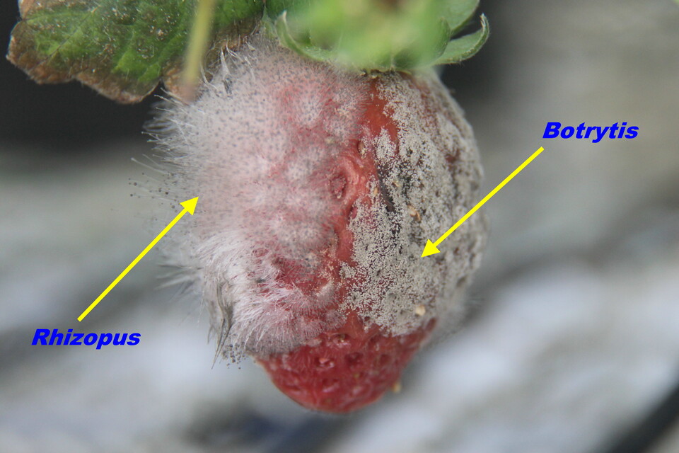 Morango coberto com estruturas do fungo do mofo-cinzento (<i>Botrytis cinerea</i>) e podridão-mole (<i>Rhizopus stolonifer</i>)