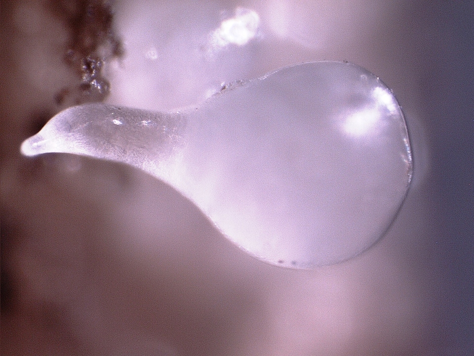 Fêmea adulta do nematoide-das-galhas <i>Meloidogyne</i> sp.