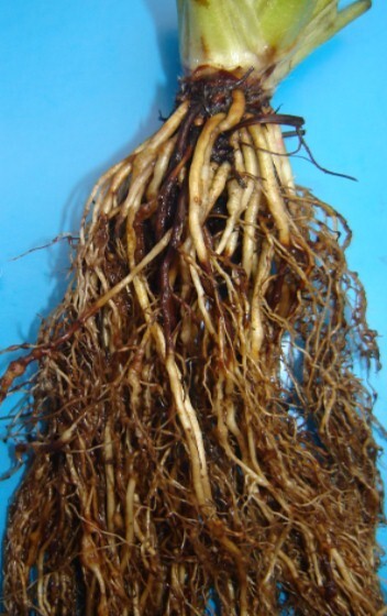 Raízes de morangueiro 'Camarosa' exibindo galhas (engrossamentos) causadas pelos nematoide-das-galhas <i>Meloidogyne arenaria</i>