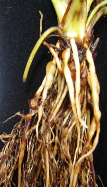 Raízes de morangueiro 'Oso Grande' exibindo galhas (engrossamentos) causadas pelos nematoide-das-galhas <i>Meloidogyne arenaria</i>