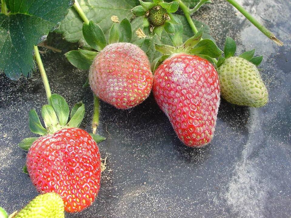 Frutos com mofo (oídio) formando manchas brancas, constituídas de micélios e esporos, de aspecto pulverulento