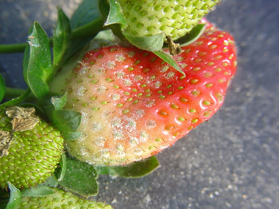 Frutos com mofo (oídio) formando manchas brancas, constituídas de micélios e esporos, de aspecto pulverulento