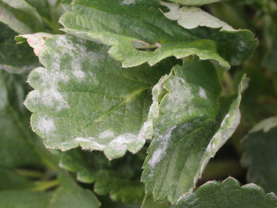 Folhas com mofo (oídio) formando manchas brancas, constituídas de micélios e esporos, de aspecto pulverulento