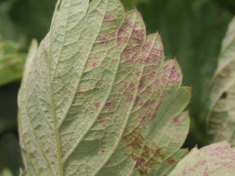 Folhas com manchas avermelhadas na face inferior, causadas por oídio