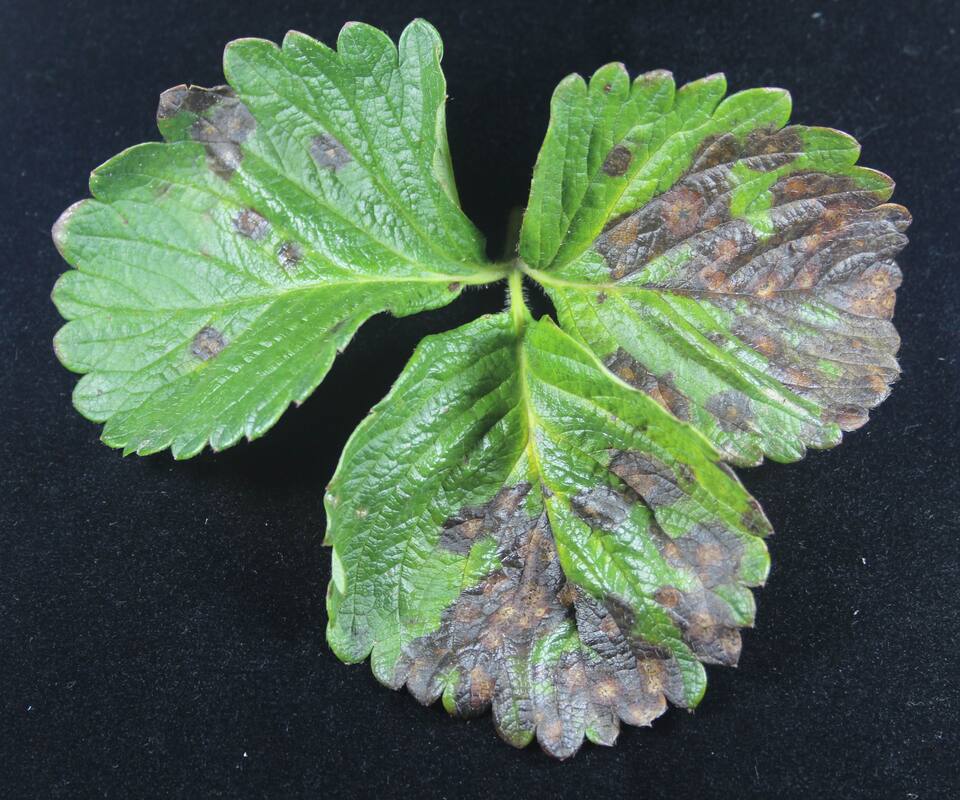 Folhas de morangueiro com lesões castanho-escuras de mancha de Pestalotiopsis
