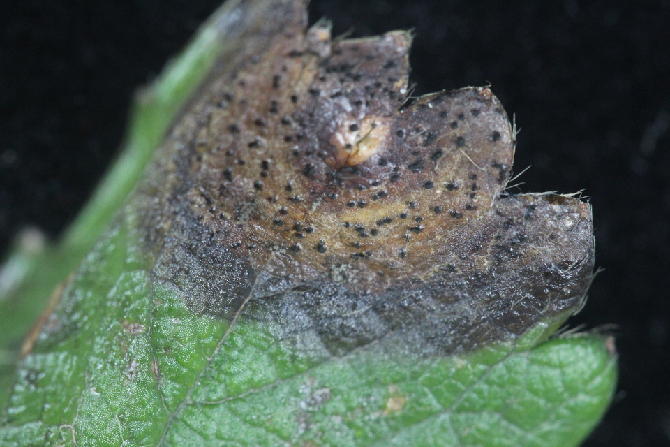 Folhas de morangueiro com formação de acérvulos de cor escura na lesão de mancha de Pestalotiopsis