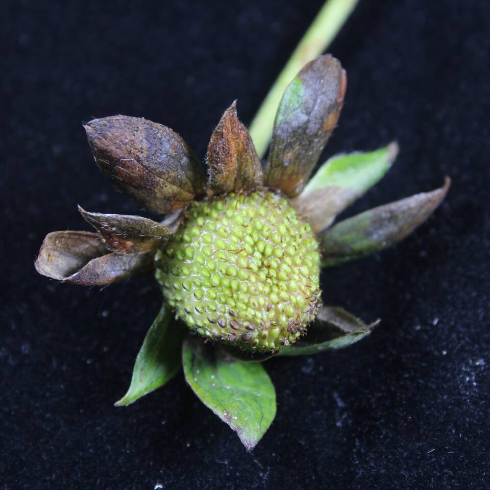 Sépalas de morangueiro escurecidas, devido a mancha de Pestalotiopsis