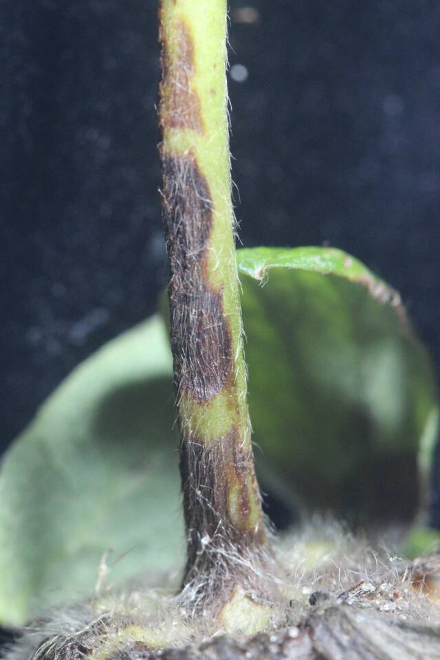 Pedúnculo de morangueiro com lesões castanho-escuras de mancha de Pestalotiopsis