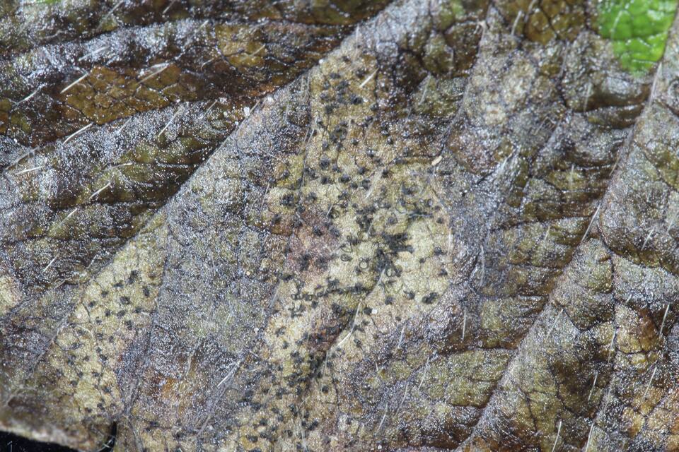 Folhas de morangueiro com corpo de frutificação (acérvulos) de cor escura do fungo Pestalotiopsis