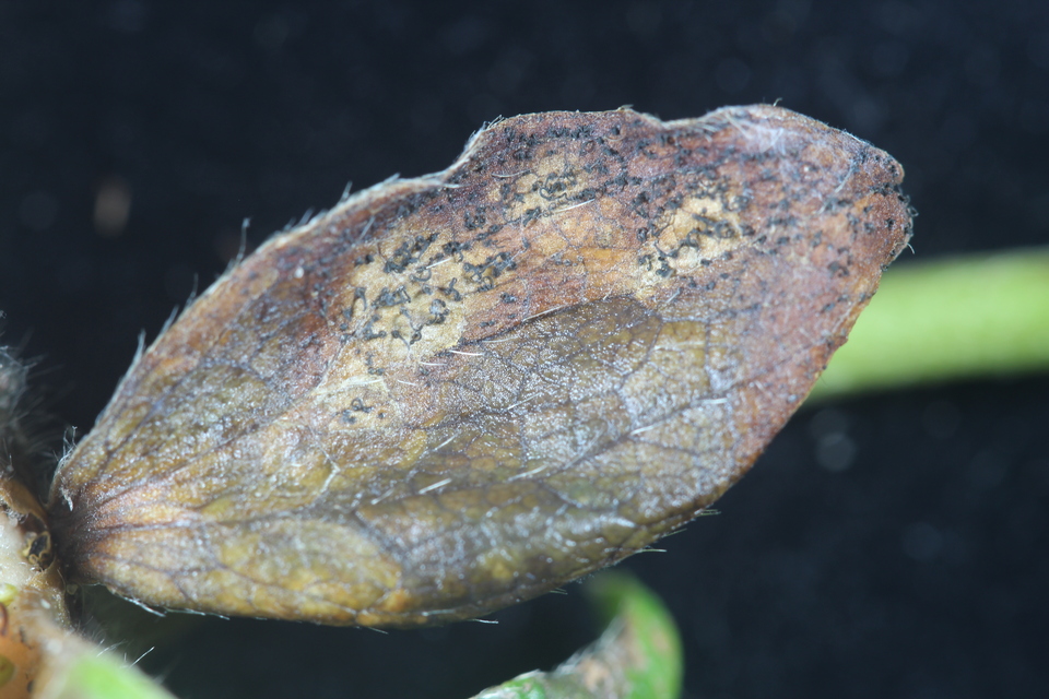 Sépalas de morangueiro escurecidas, com presença de corpo de frutificação (acérvulos) de cor escura do fungo Pestalotiopsis na lesão