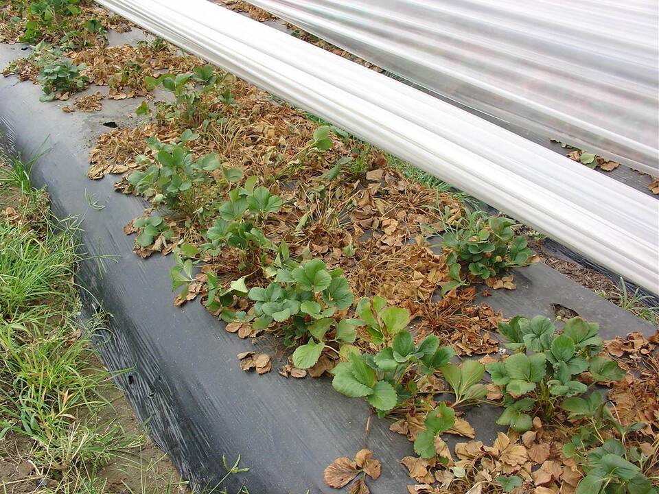 Plantas murchas, secas e mortas, devido a podridão de fitóftora