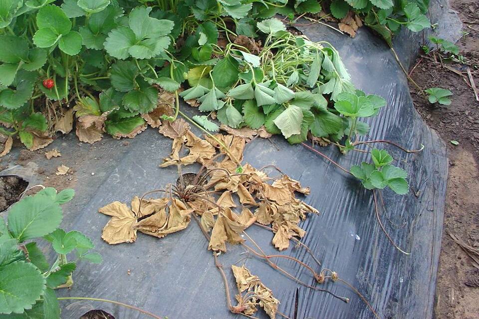 Planta murcha (acima) e planta seca e morta (abaixo), devido a podridão de fitóftora